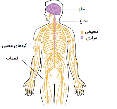 آناتومی دستگاه عصبی انسان 